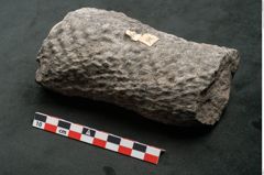 Foto (Seitenansicht) von Knorria imbricata Sternbg. (NHMW-GEO-2024-0188-11041)
